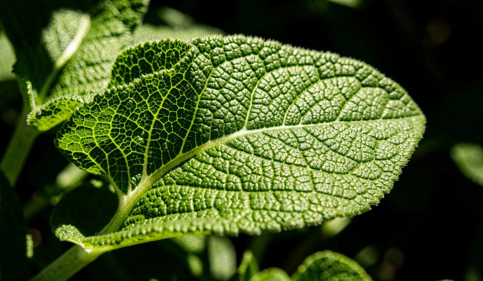 Intricate botanical architecture of a sunlit leaf